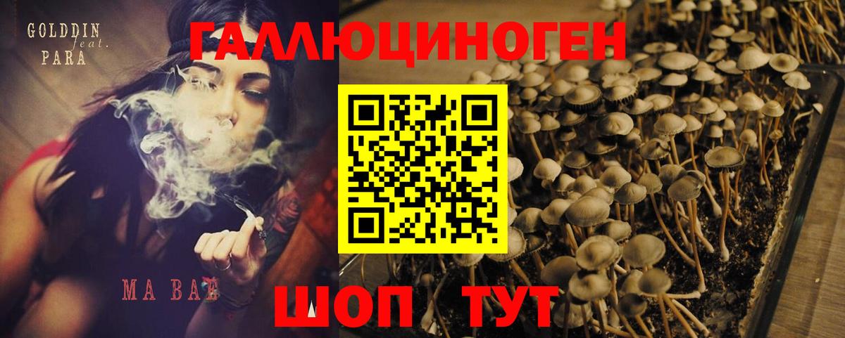 Спасск-Дальний  Галлюциногенные грибы Psilocybe  Вход с VPN 